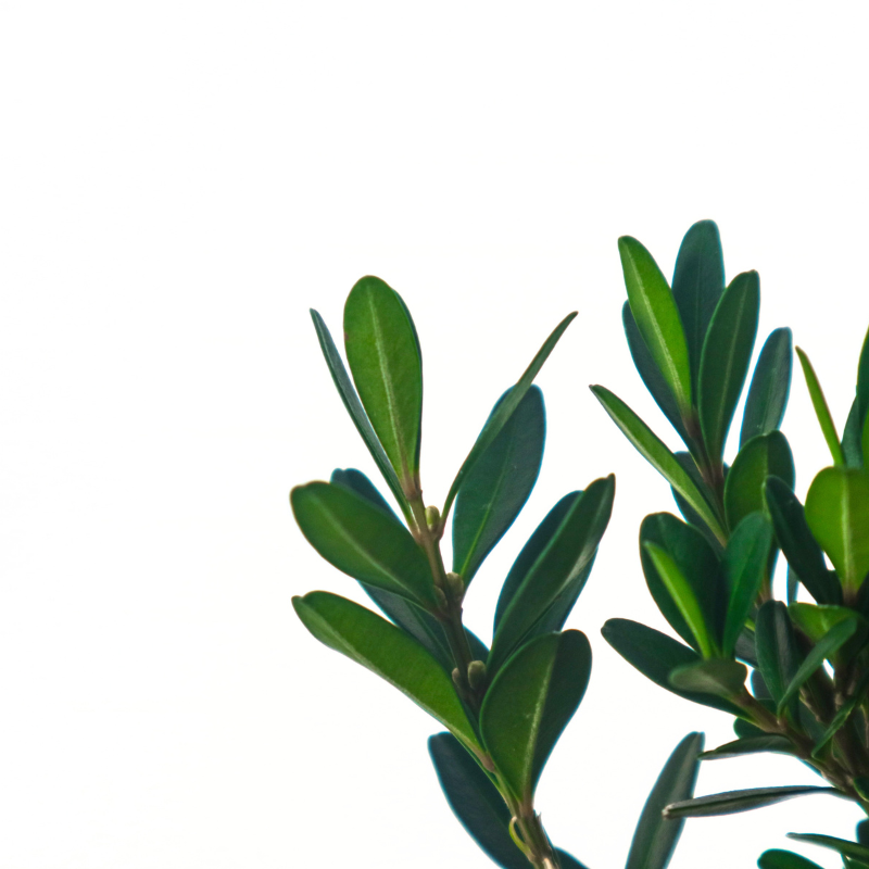 Buxus Harlandii Bonsai 黄杨