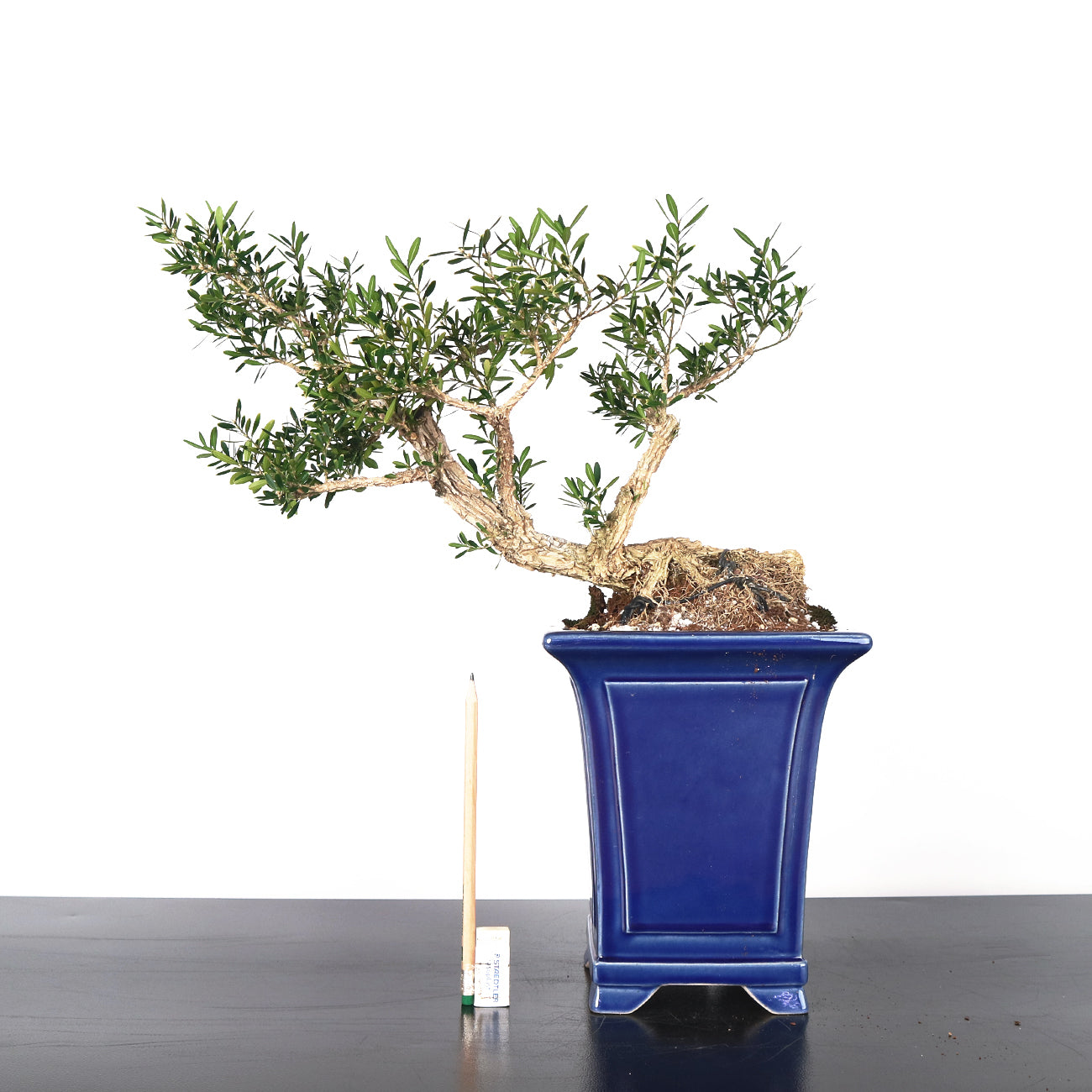 Buxus Halandii Bonsai 黄杨
