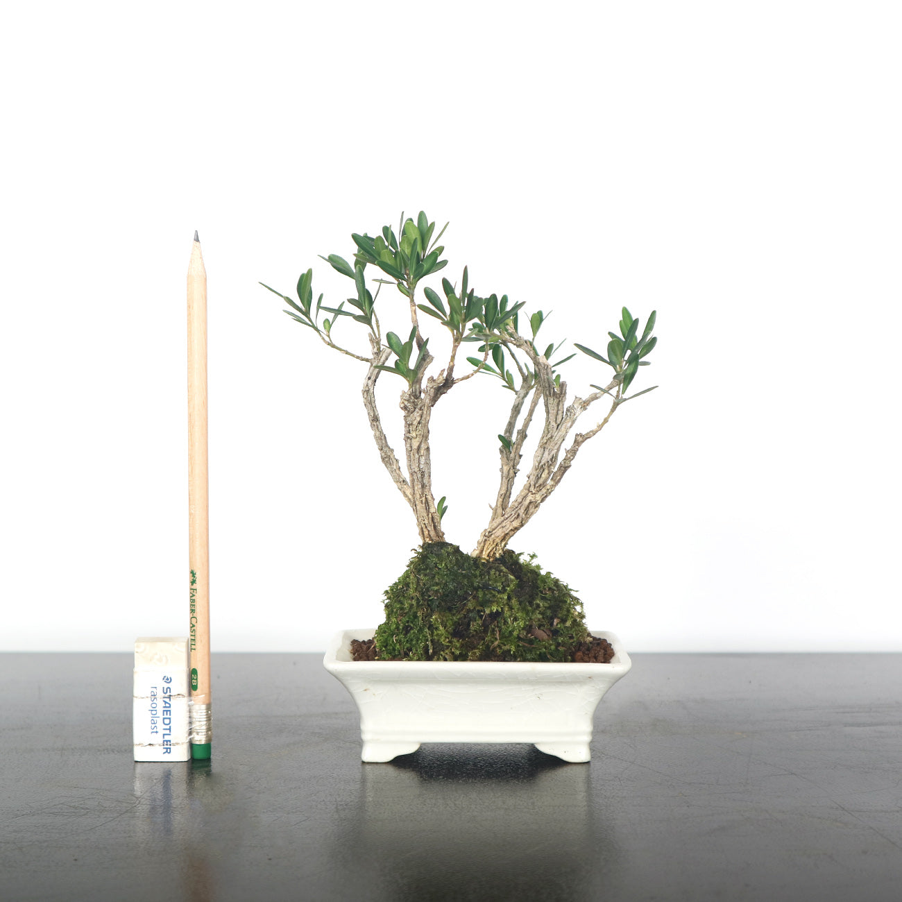 Buxus Harlandii Bonsai 黄杨