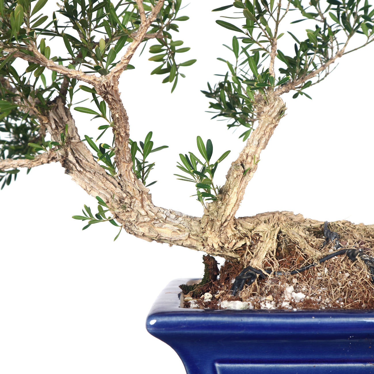 Buxus Halandii Bonsai 黄杨