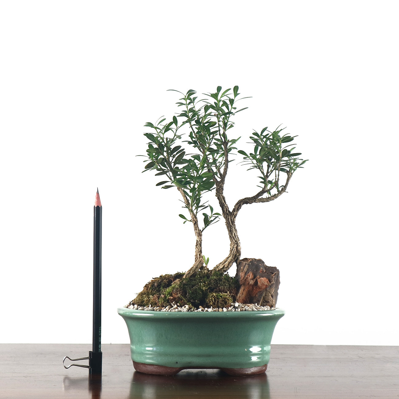 Buxus Harlandii Bonsai 黄杨