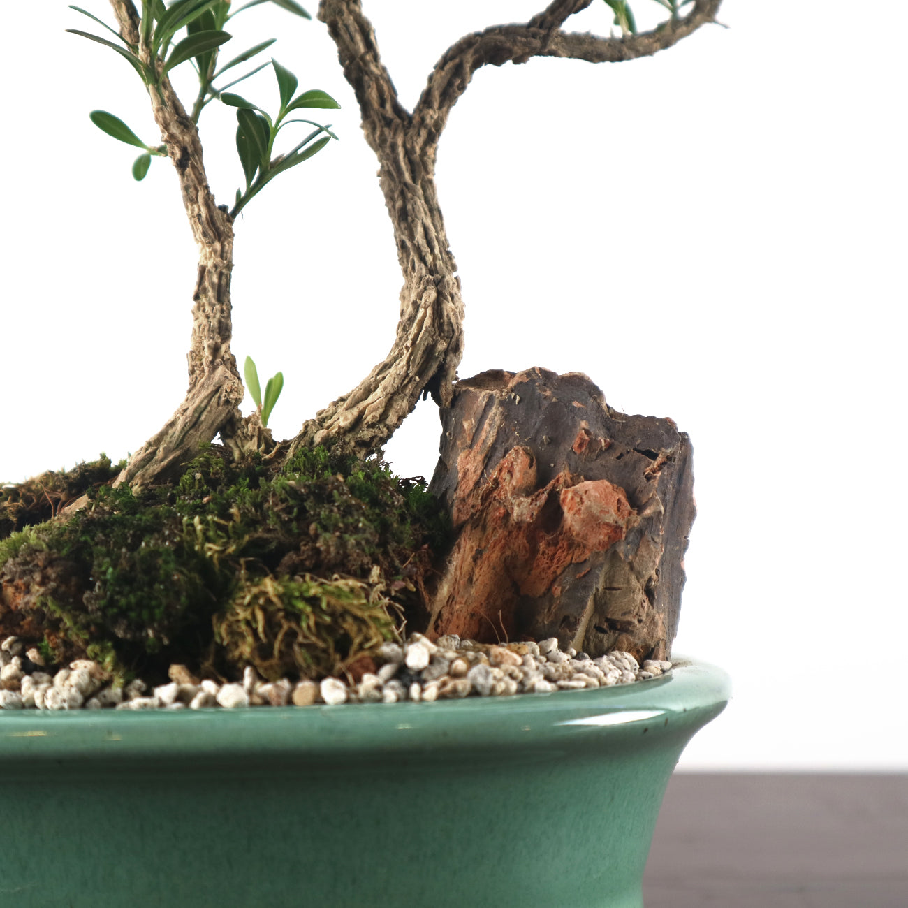 Buxus Harlandii Bonsai 黄杨