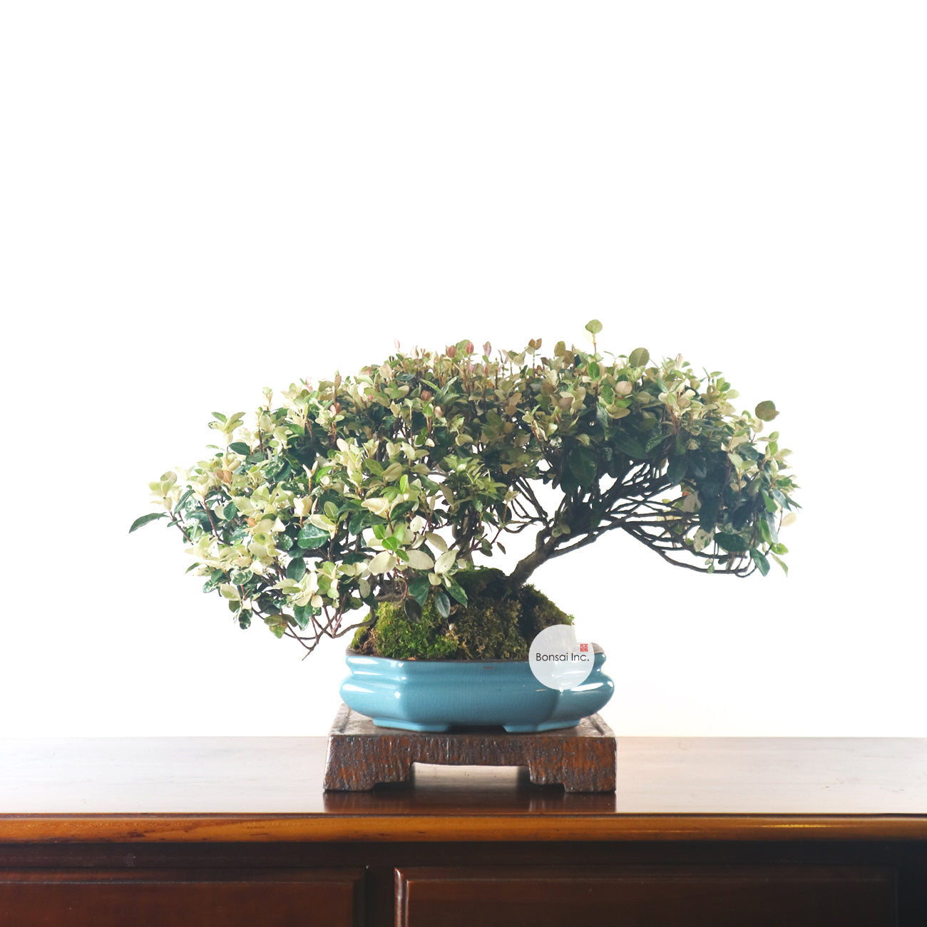 Japanese Variegated Snow Chirimen Bonsai 日本初雪葛盆栽