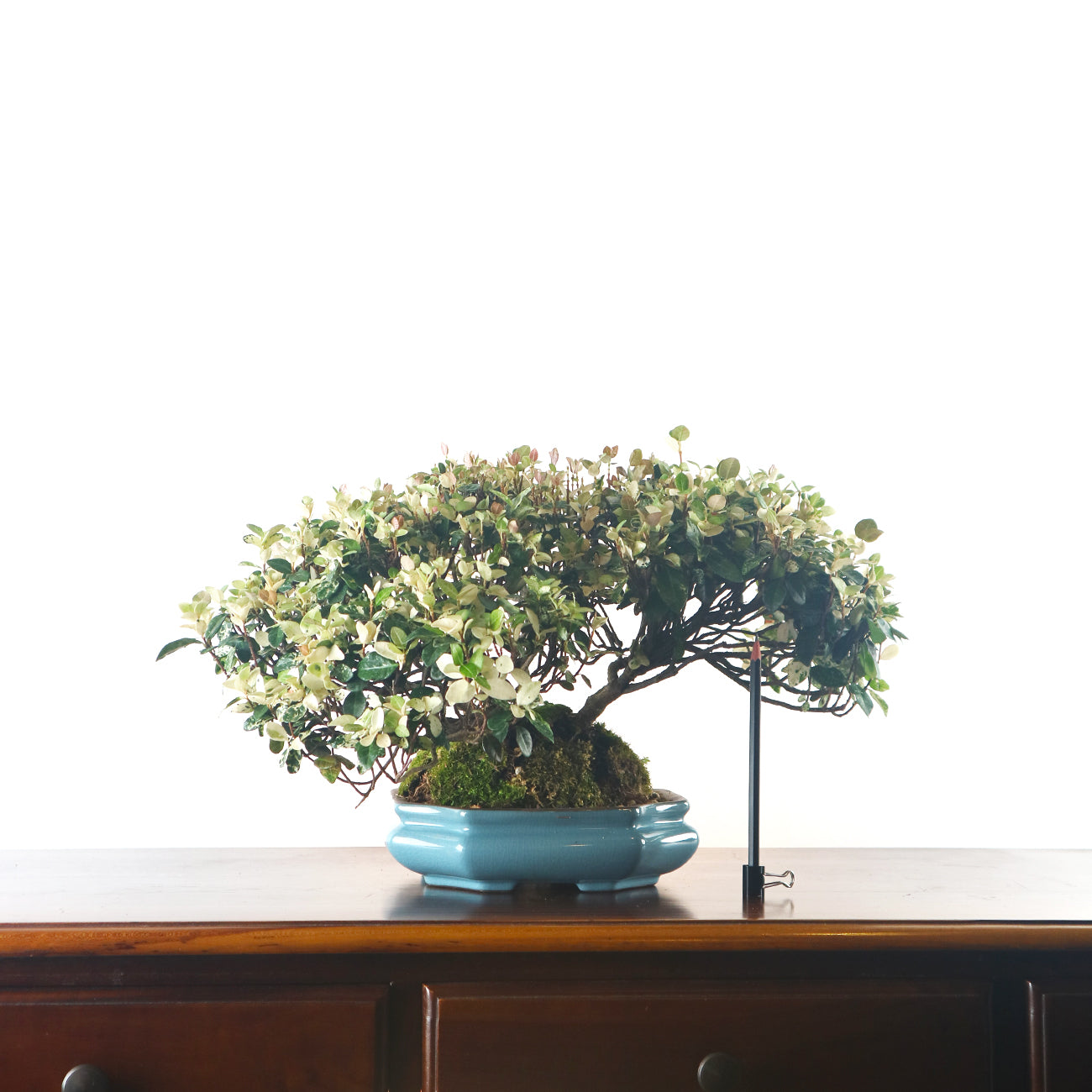 Japanese Variegated Snow Chirimen Bonsai 日本初雪葛盆栽