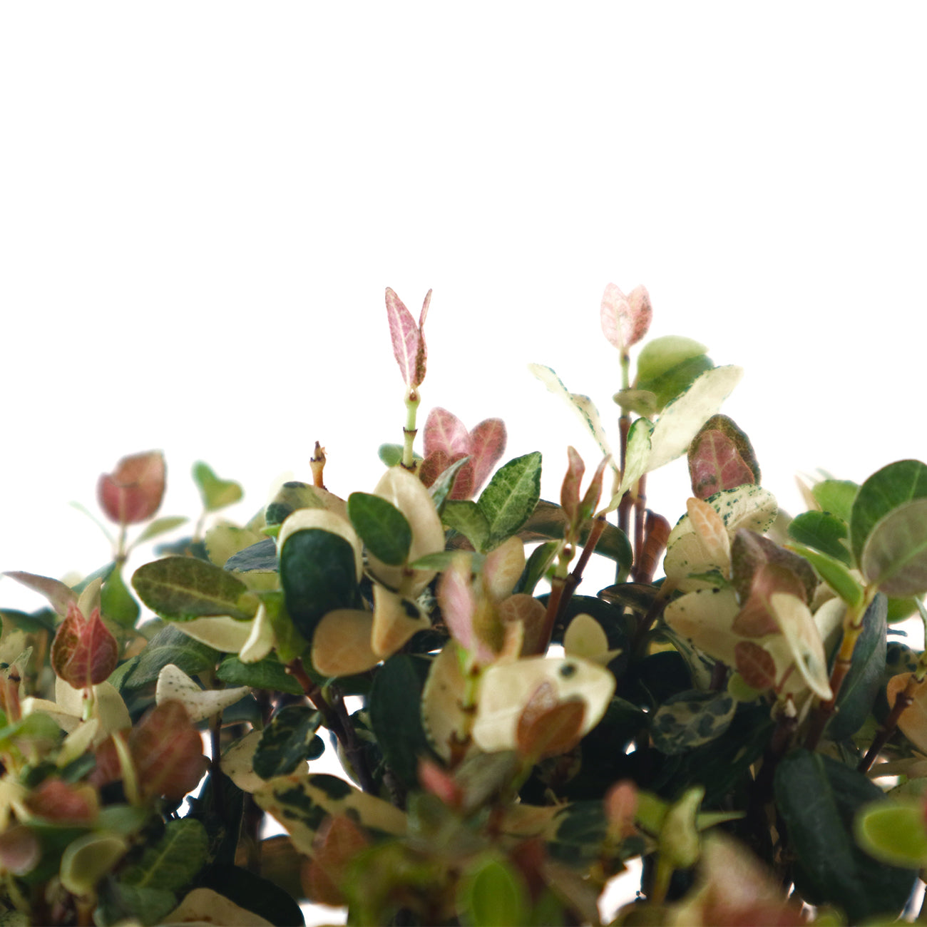 Japanese Variegated Snow Chirimen Bonsai 日本初雪葛盆栽