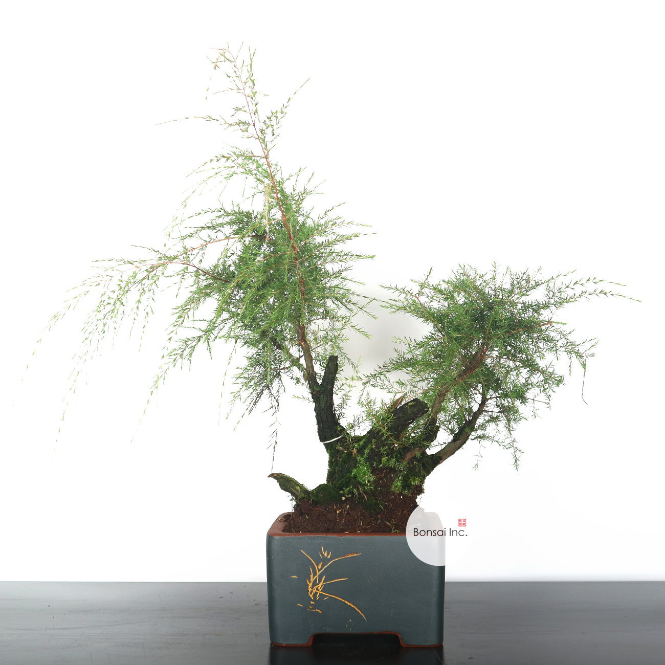 Cucur Atap Bonsai 岗松