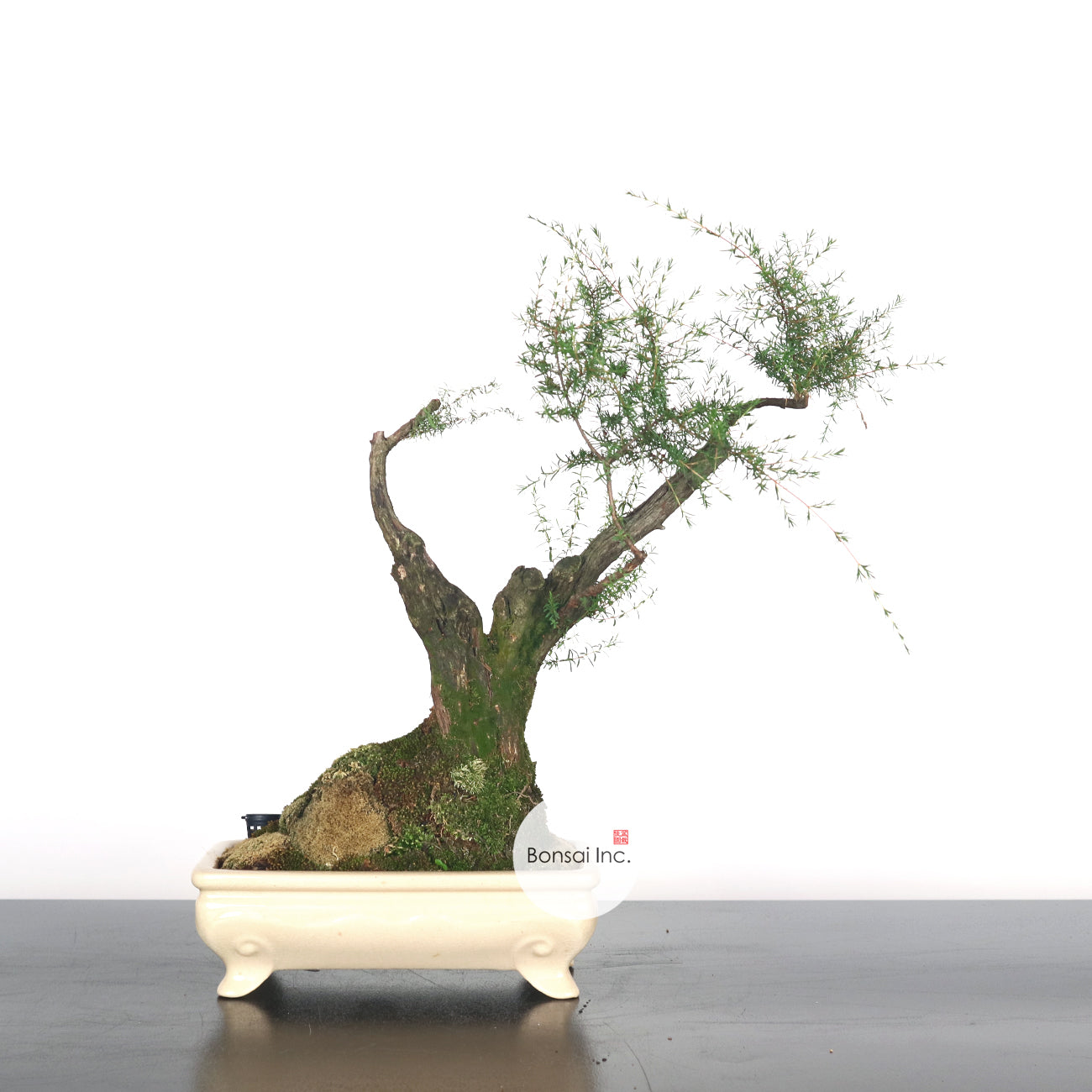 Cucur Atap Bonsai 岗松
