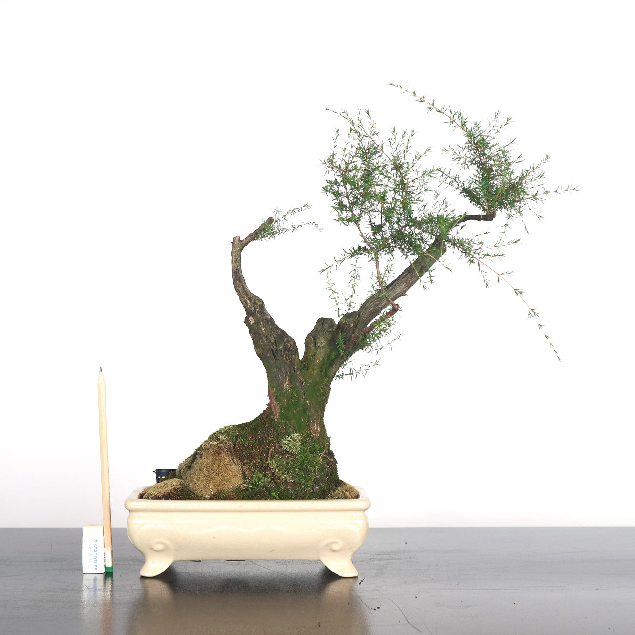Cucur Atap Bonsai 岗松