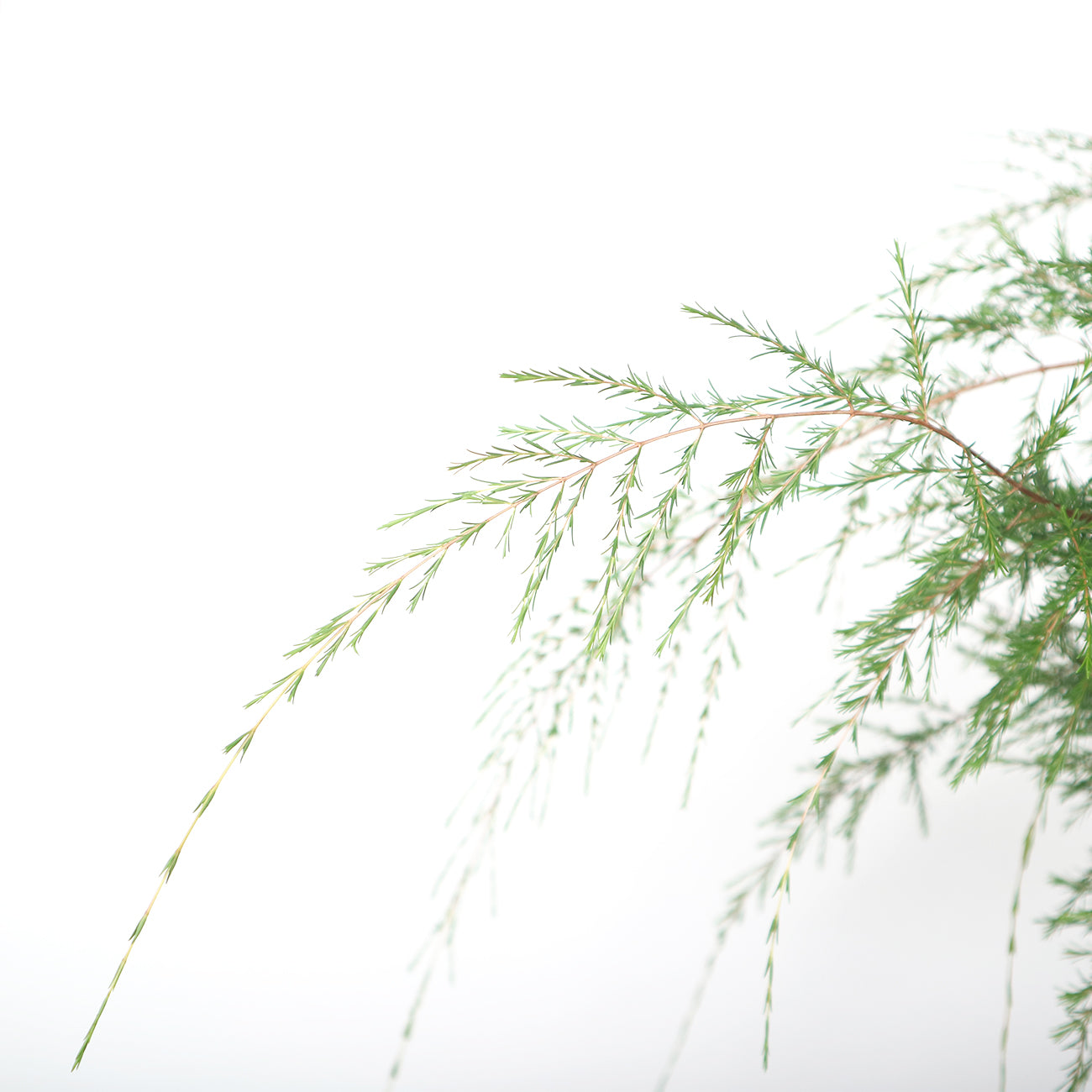 Cucur Atap Bonsai 岗松