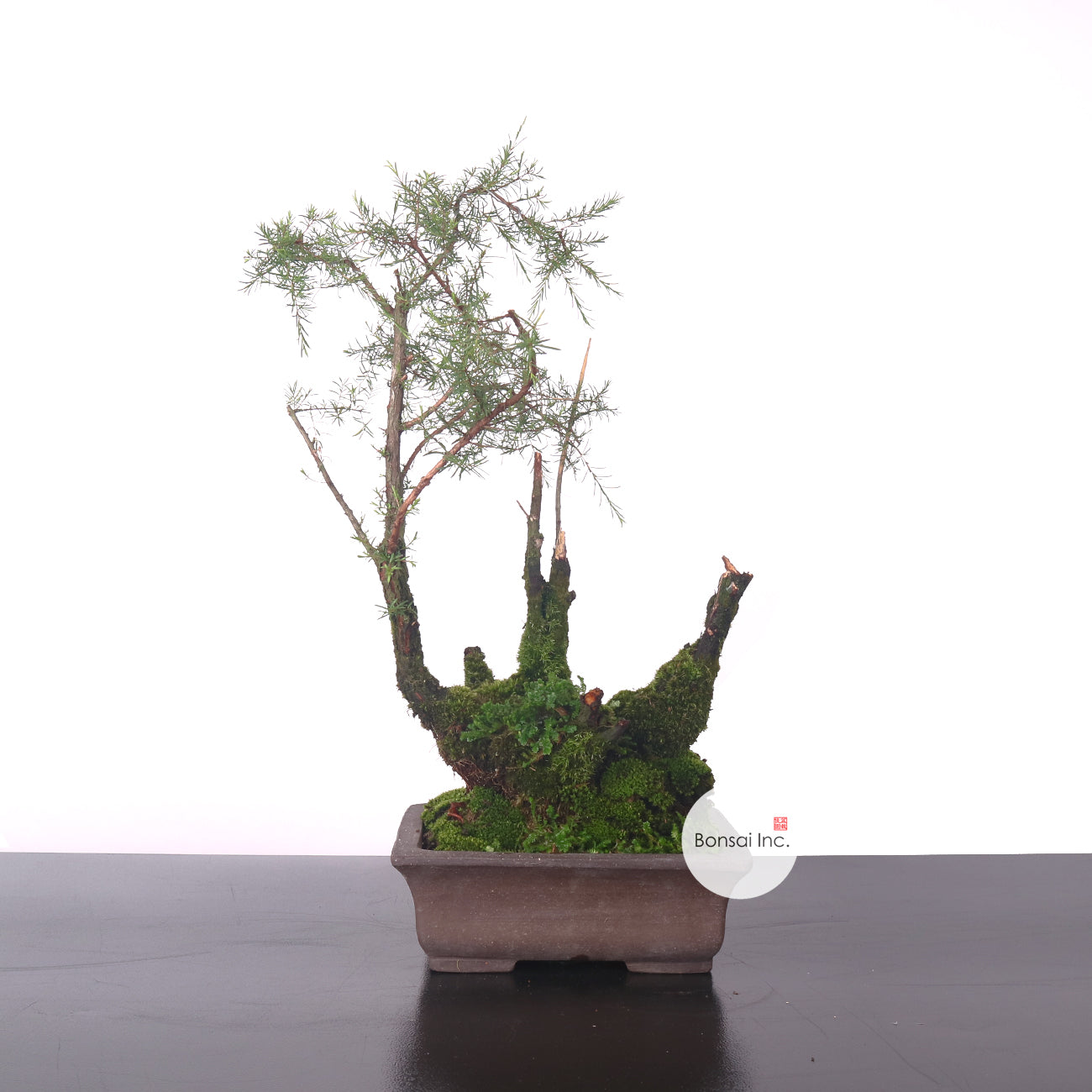 Cucur Atap Bonsai 岗松