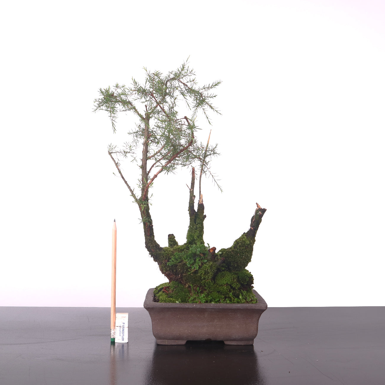 Cucur Atap Bonsai 岗松