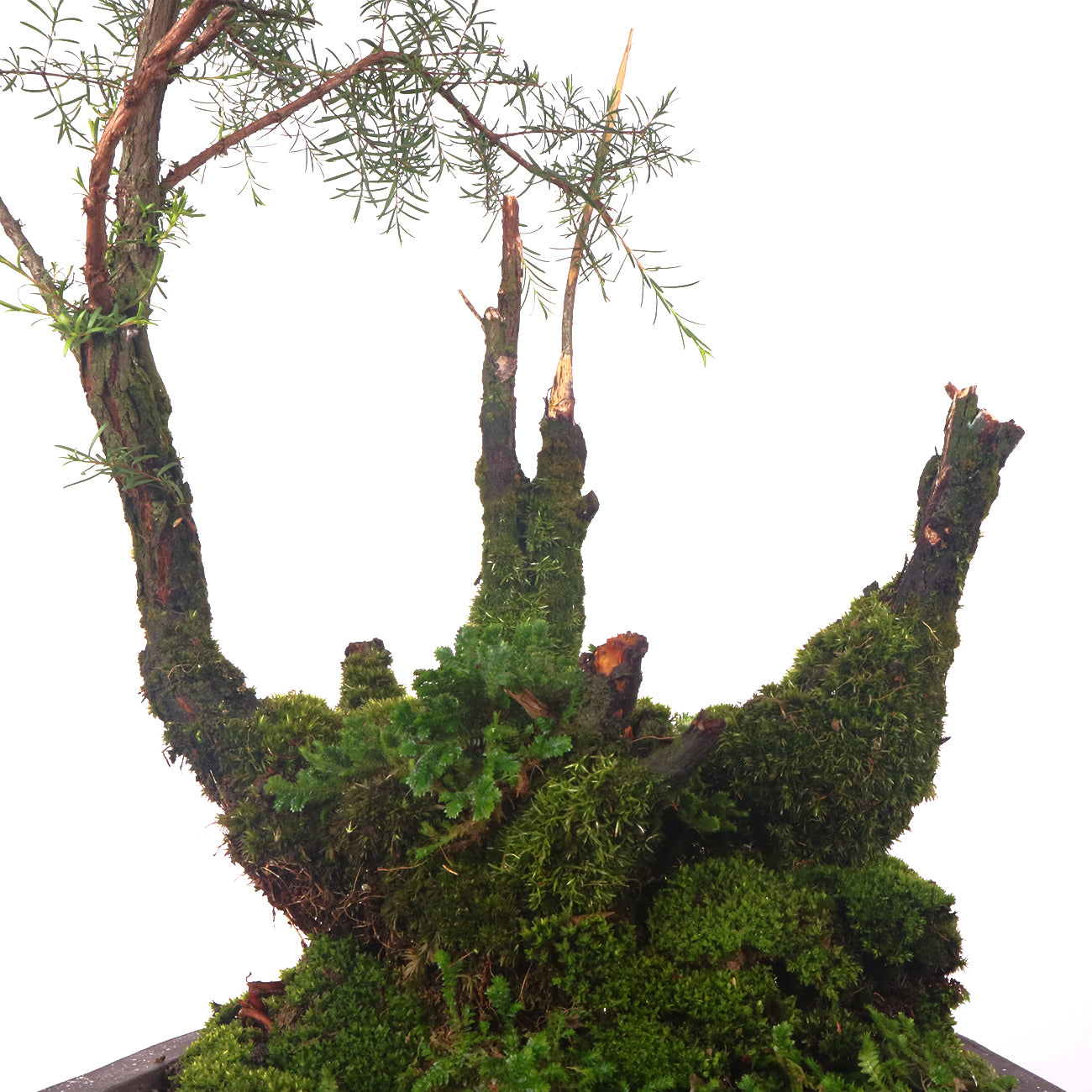 Cucur Atap Bonsai 岗松