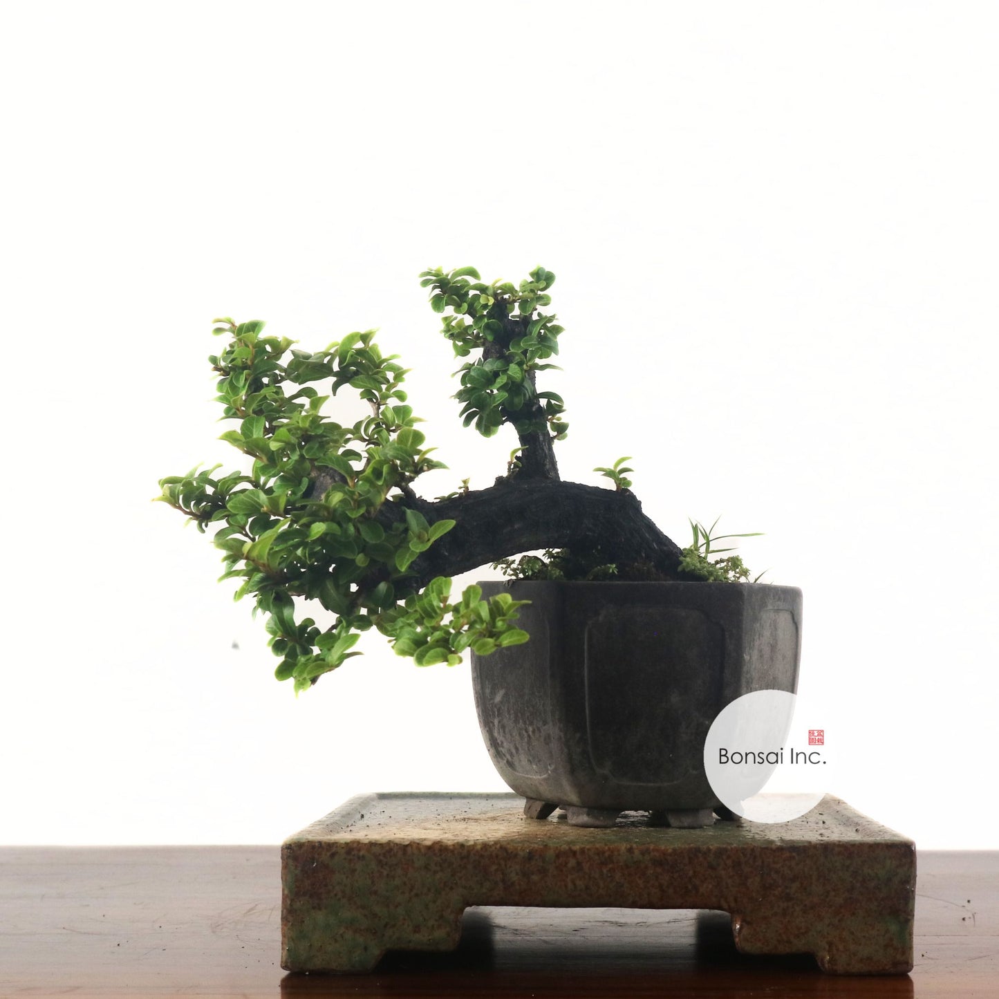 Ebony Blackwood Bonsai 黑金木