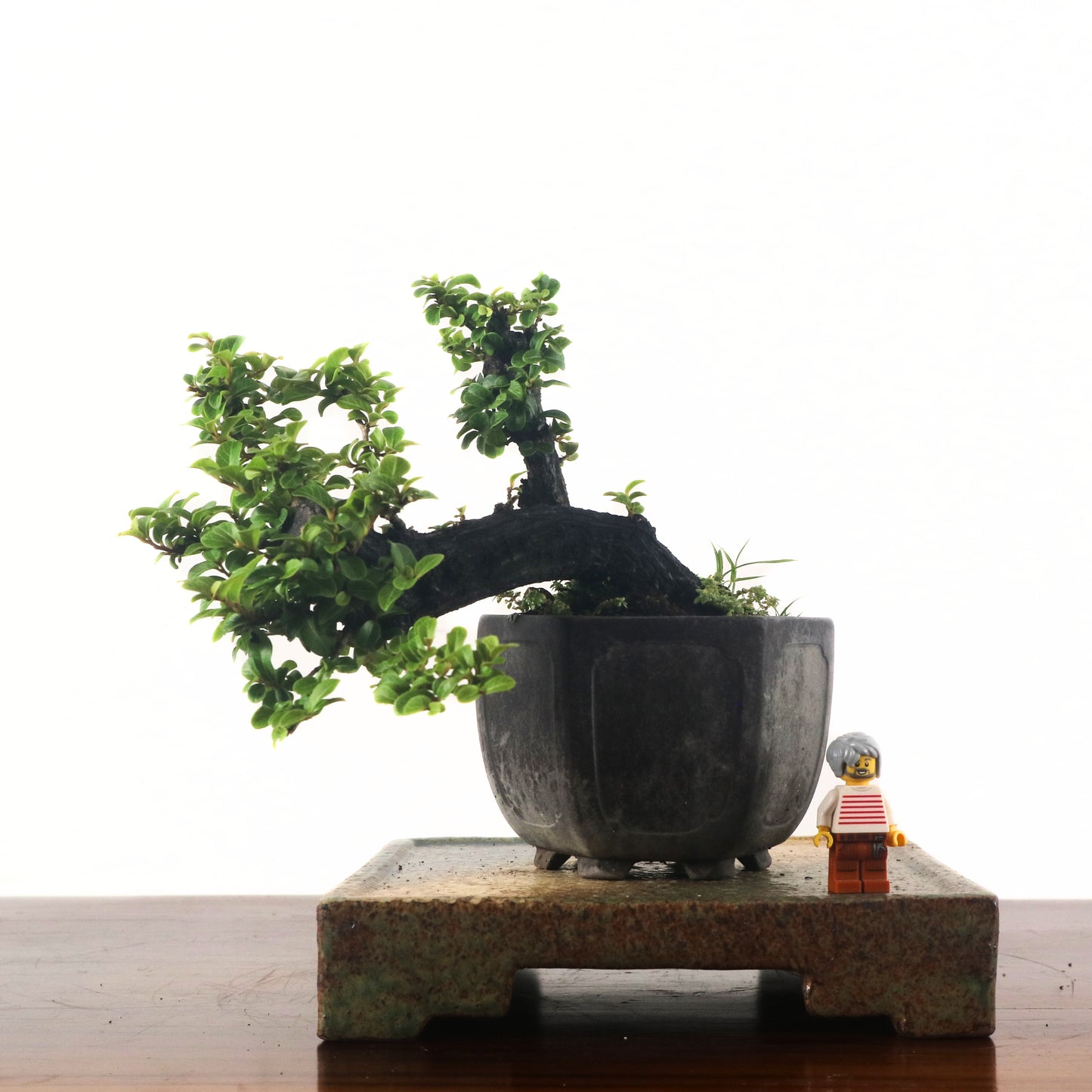 Ebony Blackwood Bonsai 黑金木