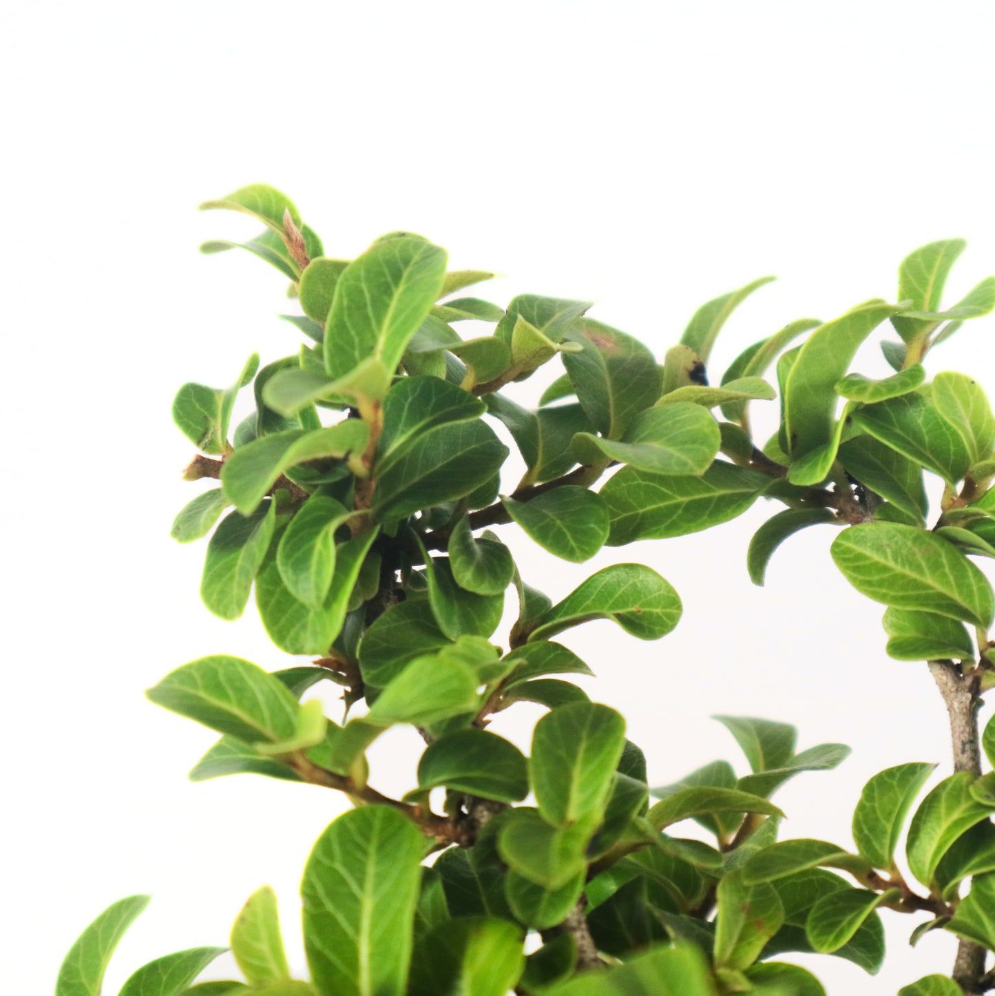 Ebony Blackwood Bonsai 黑金木