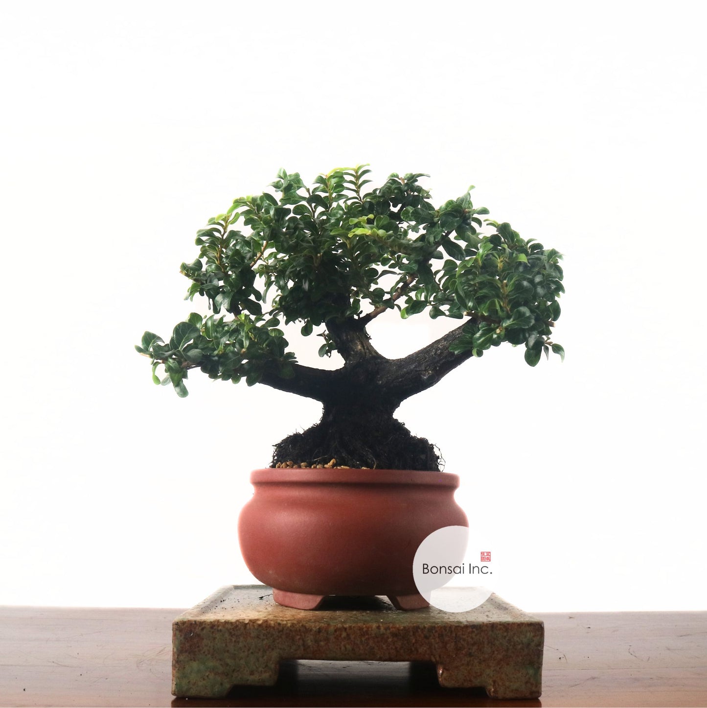 Ebony Blackwood Bonsai 黑金木