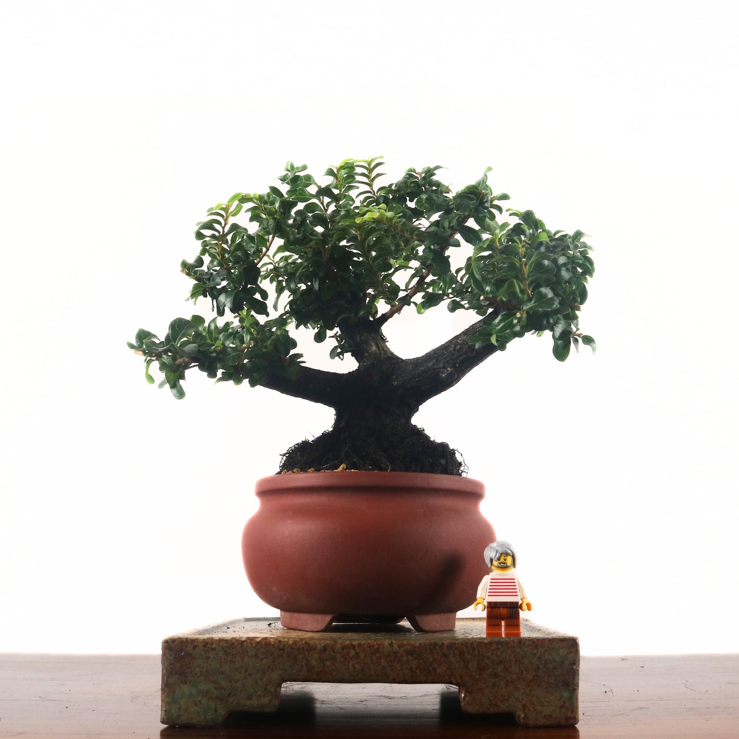 Ebony Blackwood Bonsai 黑金木