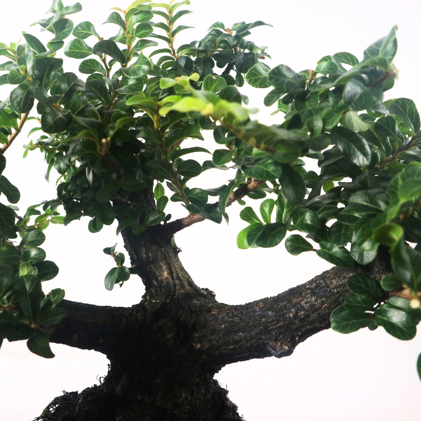 Ebony Blackwood Bonsai 黑金木