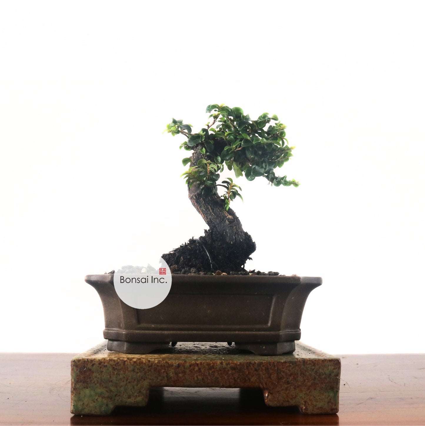 Ebony Blackwood Bonsai 黑金木