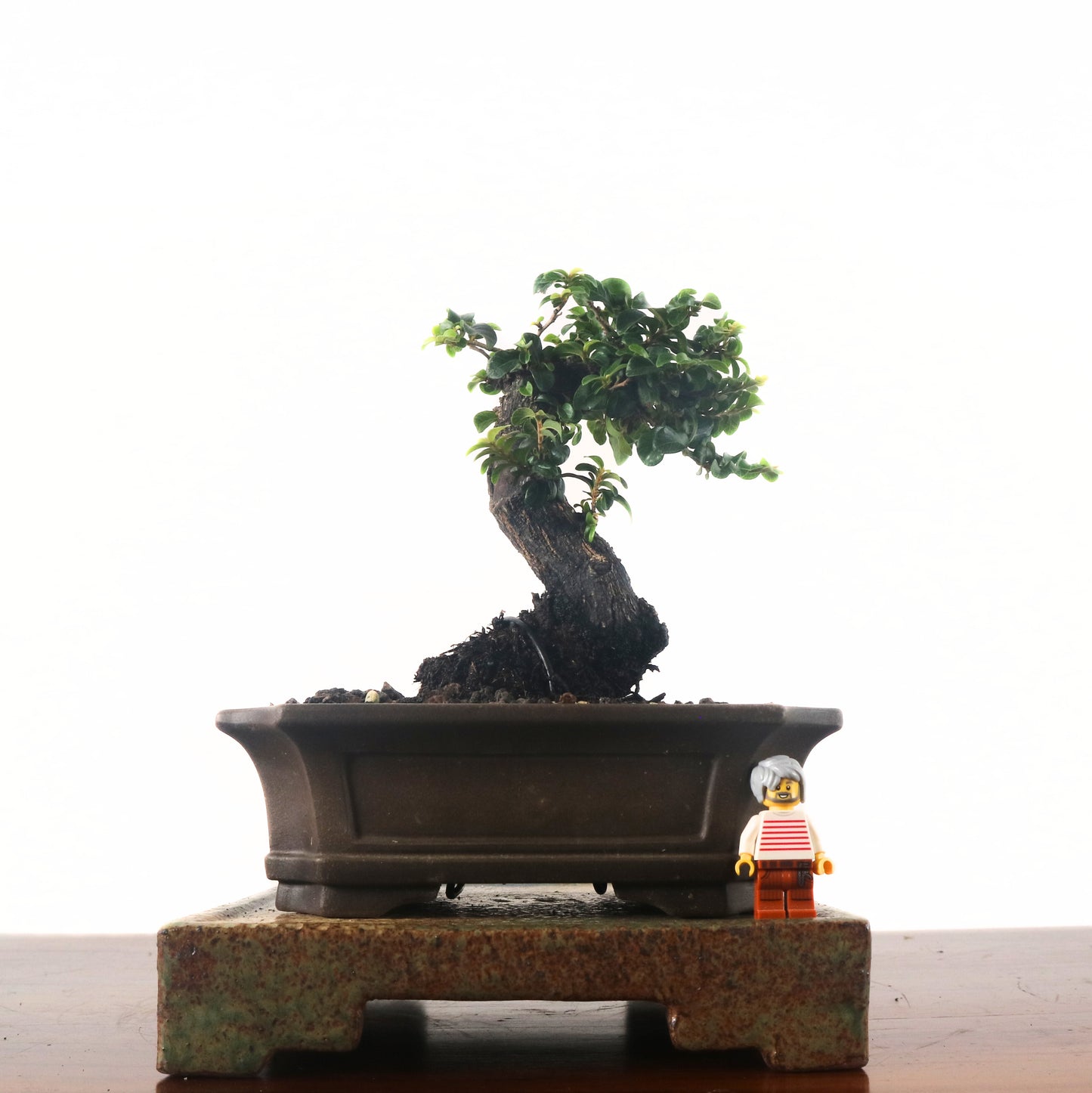 Ebony Blackwood Bonsai 黑金木