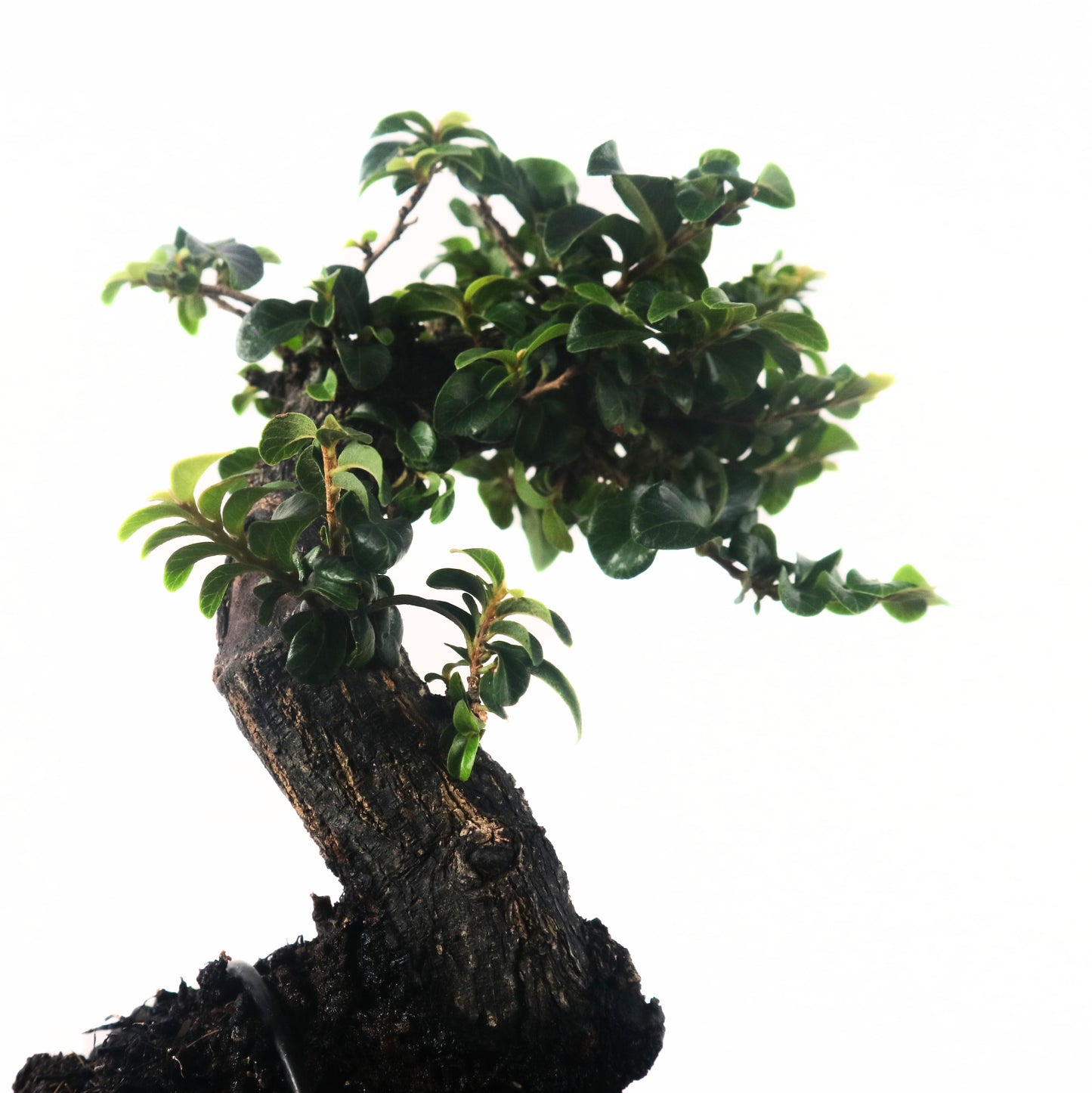 Ebony Blackwood Bonsai 黑金木