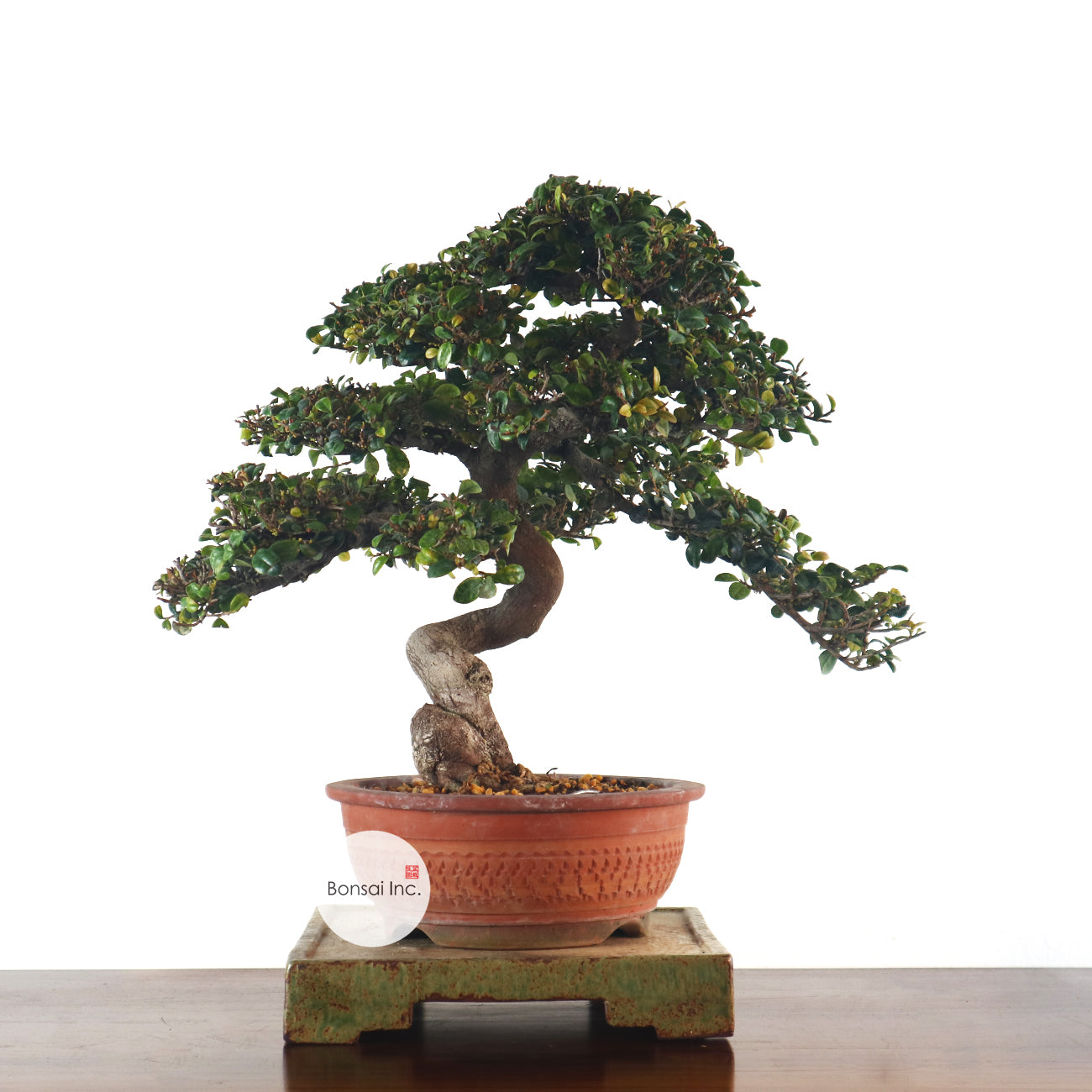 Eurya Bonsai 翠米茶