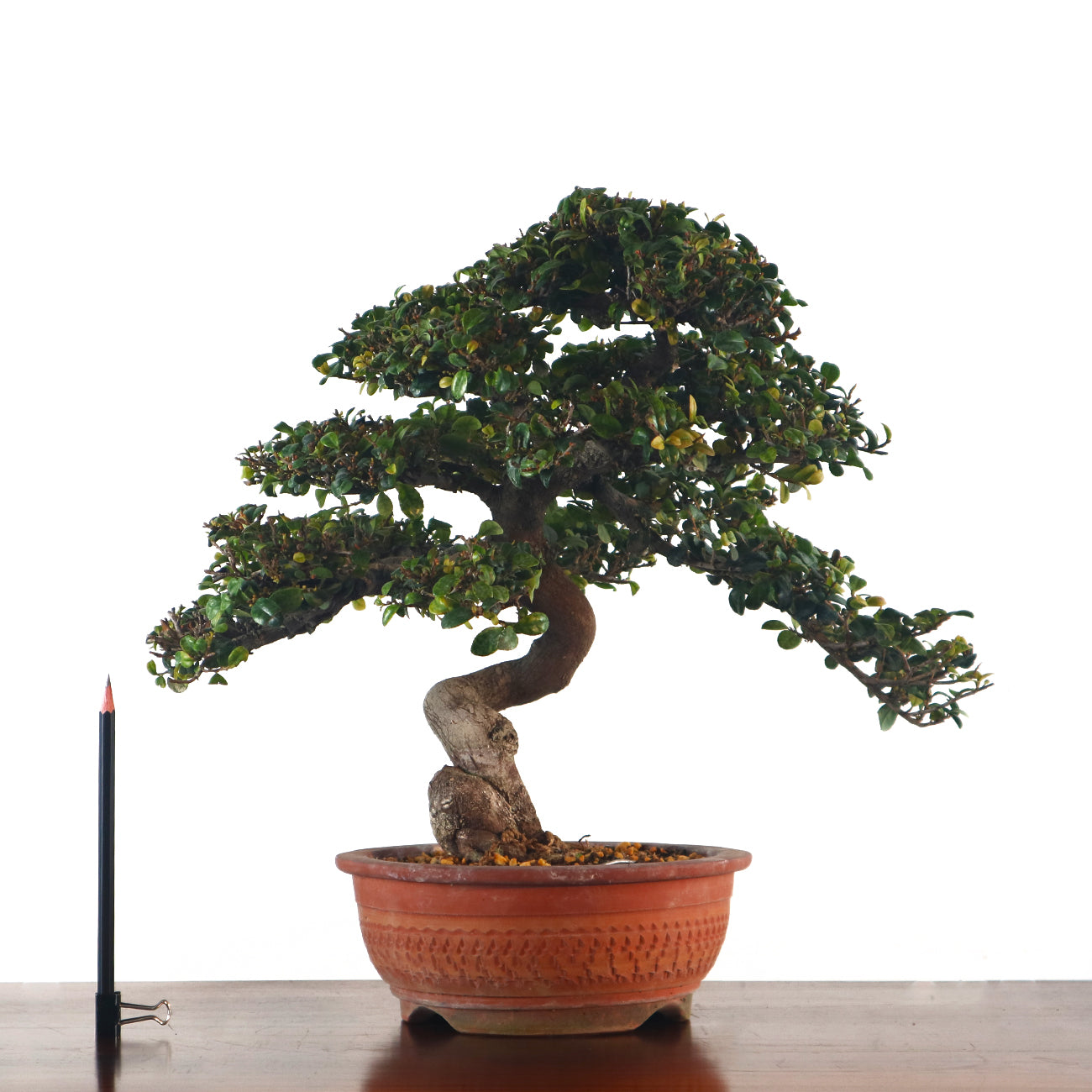 Eurya Bonsai 翠米茶