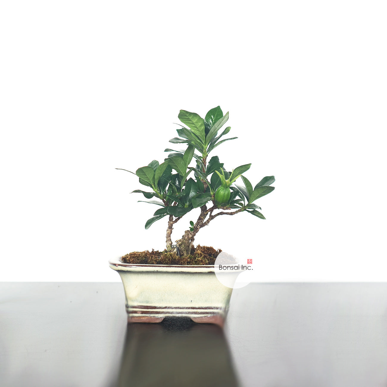 Gardenia jasminoides bonsai 栀子