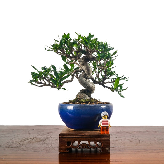 Gardenia Jasminoides Bonsai 栀子