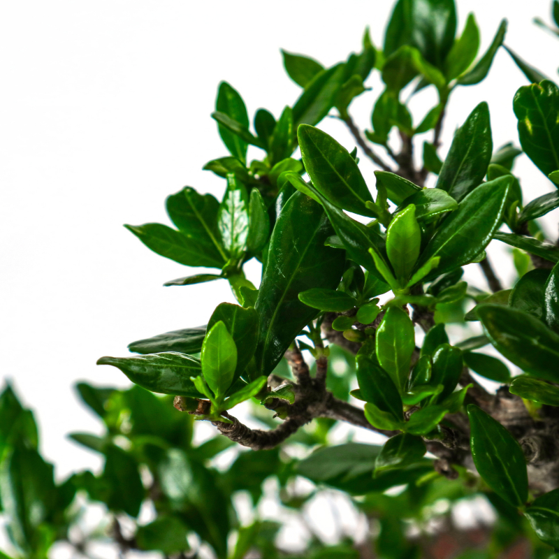 Gardenia Jasminoides Bonsai 栀子