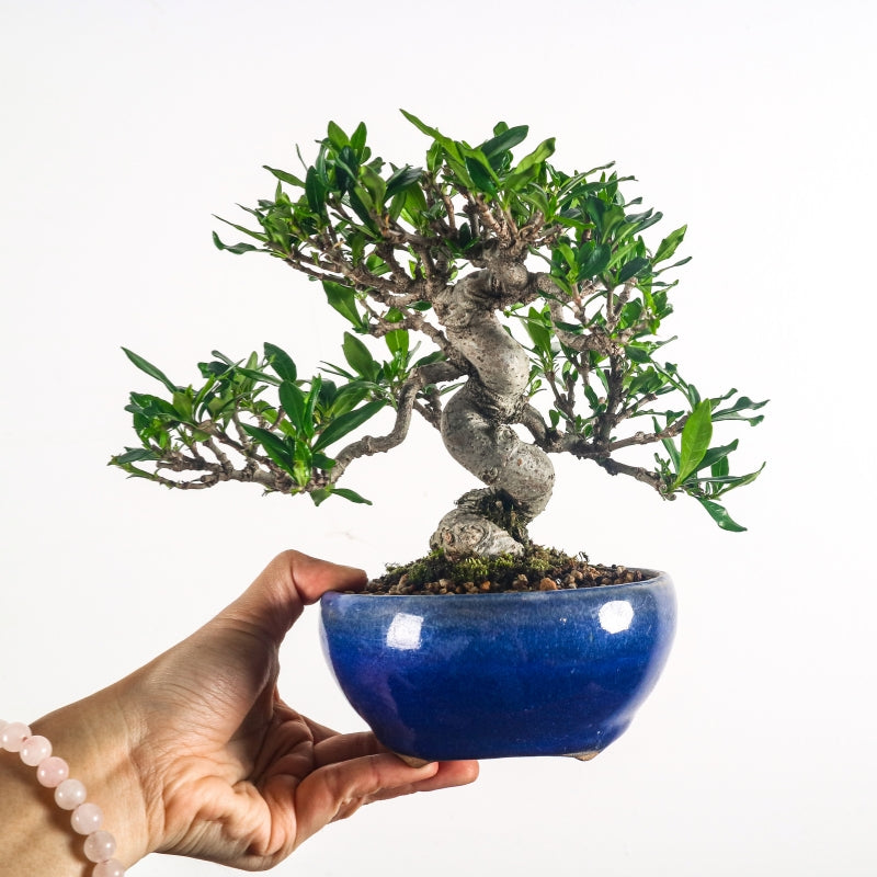 Gardenia Jasminoides Bonsai 栀子