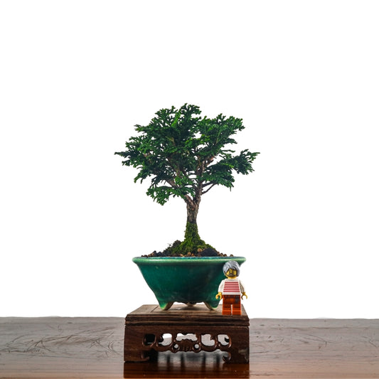 Japanese Cypress Hinoki Bonsai 日本桧树