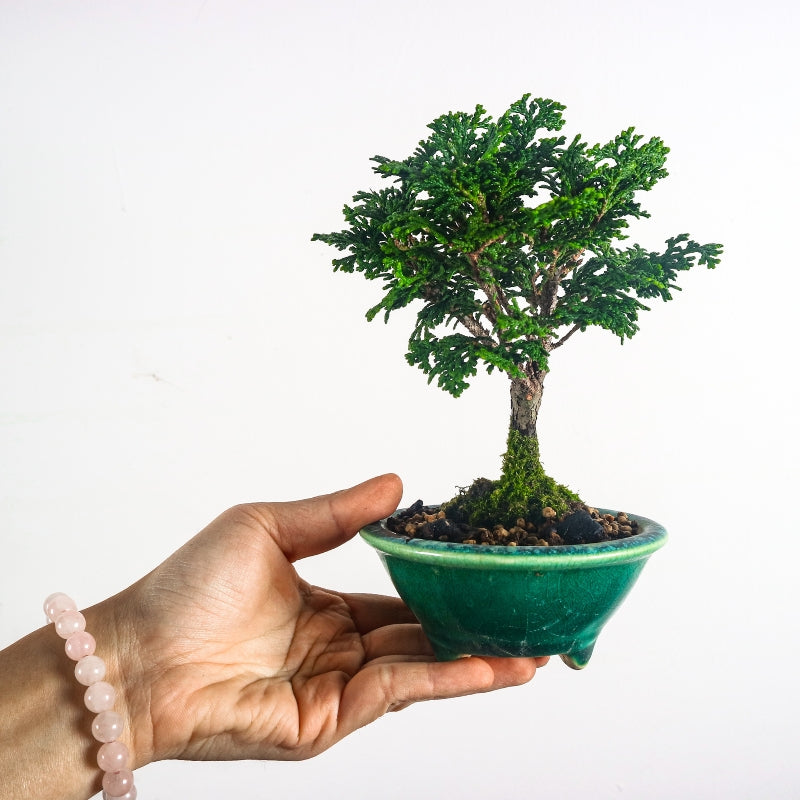 Japanese Cypress Hinoki Bonsai 日本桧树