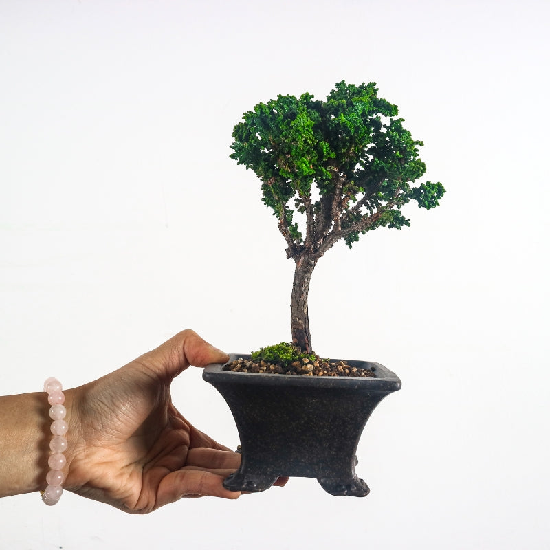 Japanese Cypress Hinoki Bonsai 日本桧树