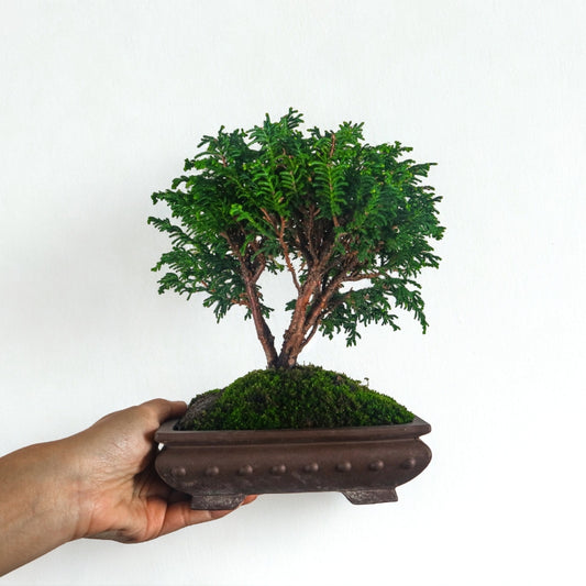 Japanese Cypress Hinoki Bonsai 日本桧树