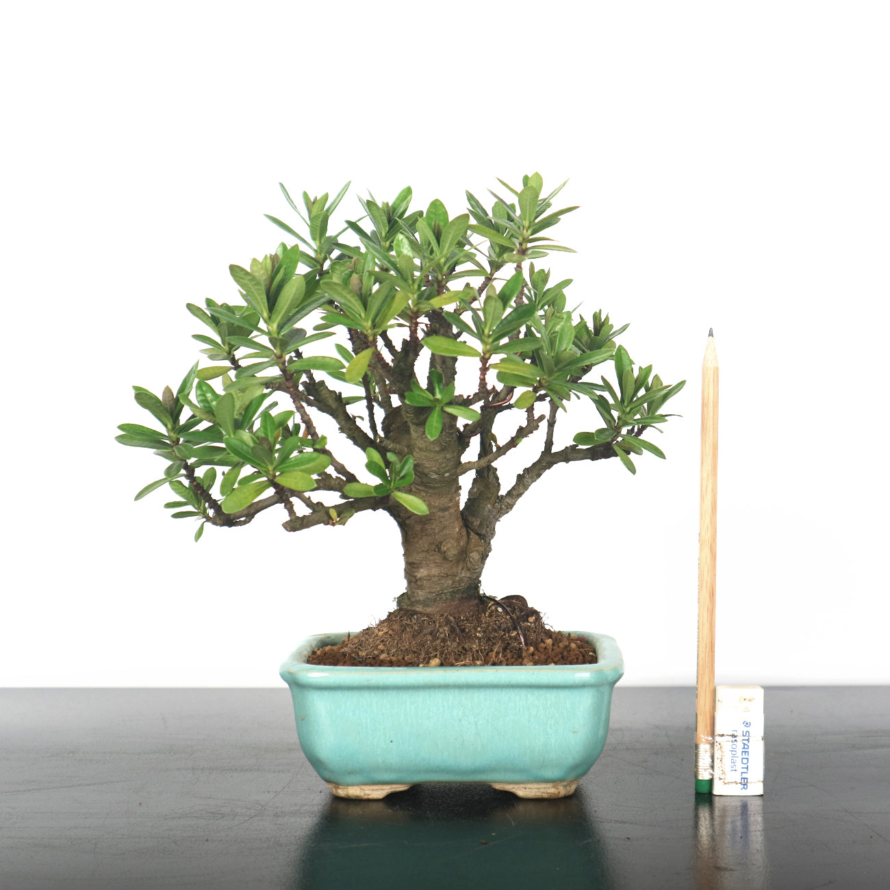 Ixora Bonsai 仙丹花
