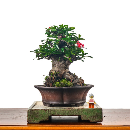 Ixora Bonsai 仙丹花