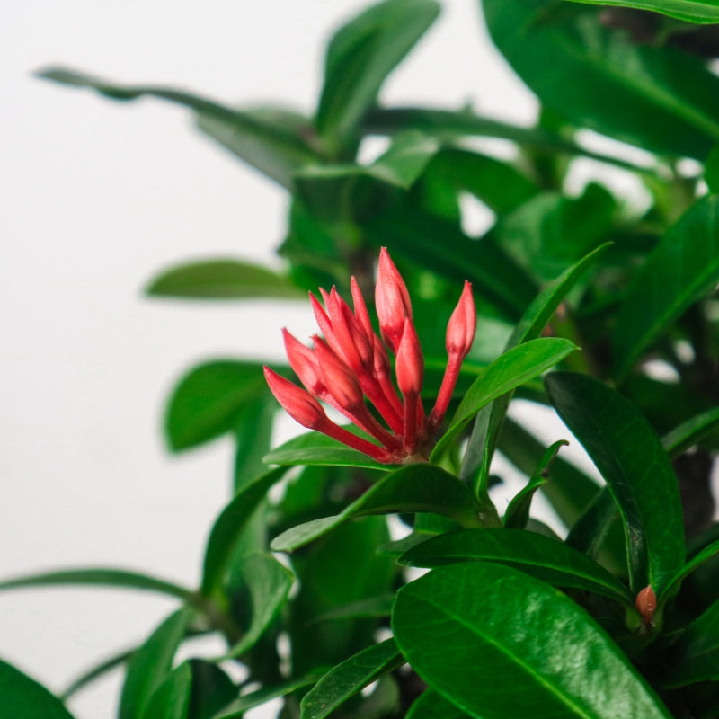 Ixora Bonsai 仙丹花