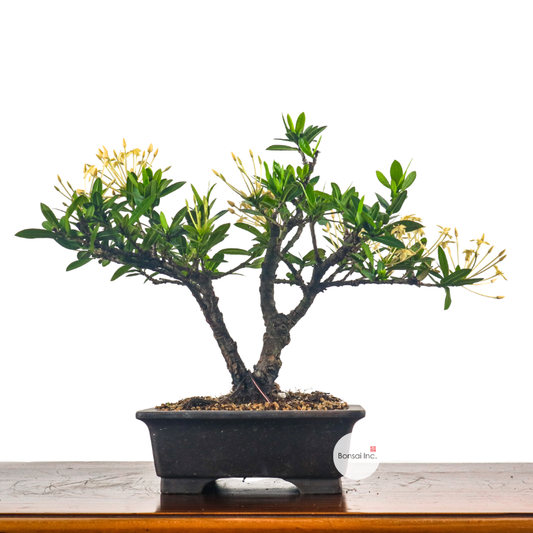 Ixora Bonsai 仙丹花