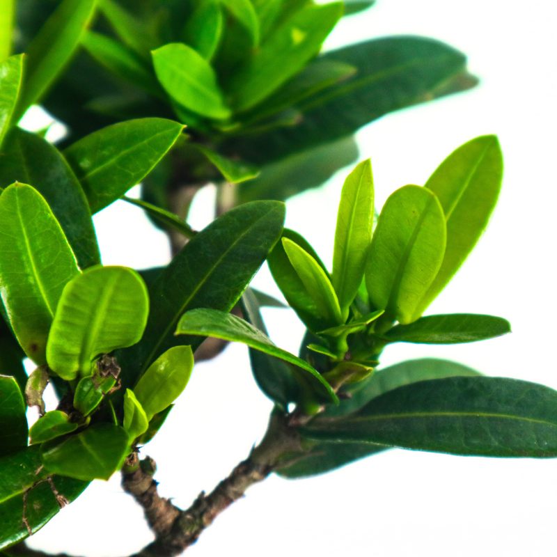 Ixora Bonsai 仙丹花