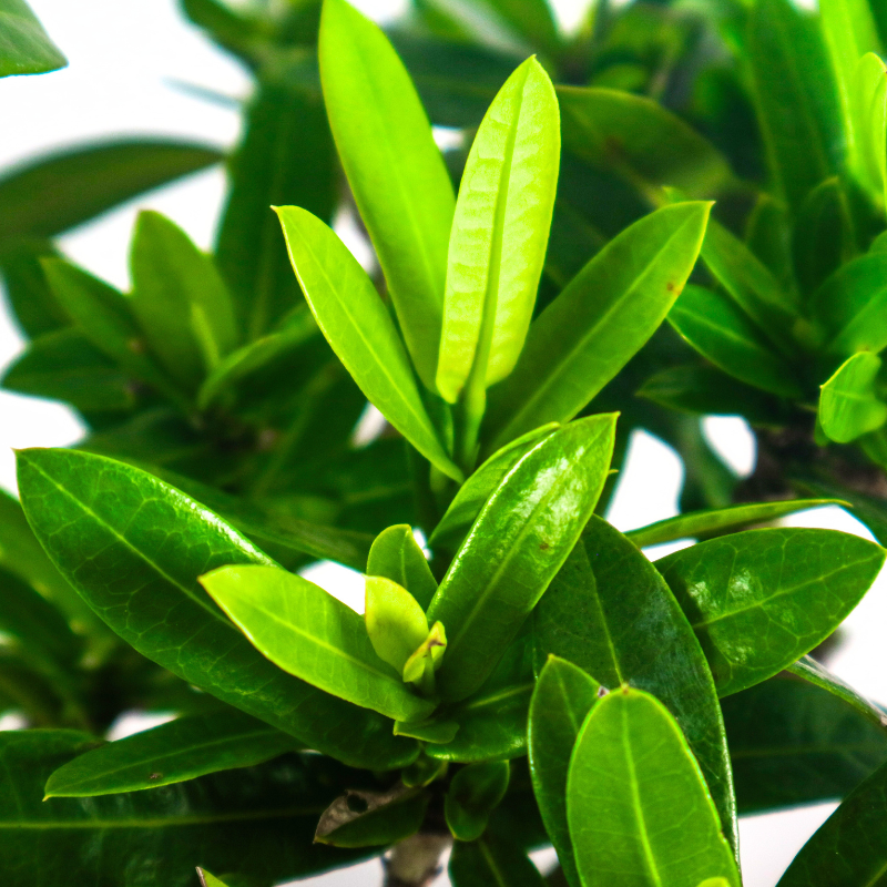 Ixora Bonsai 仙丹花