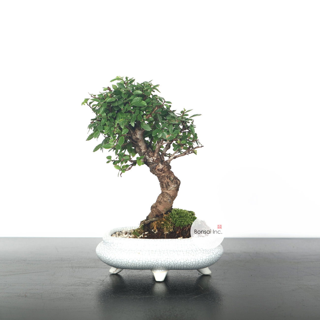 Japanese Elm Bonsai 日本榉树