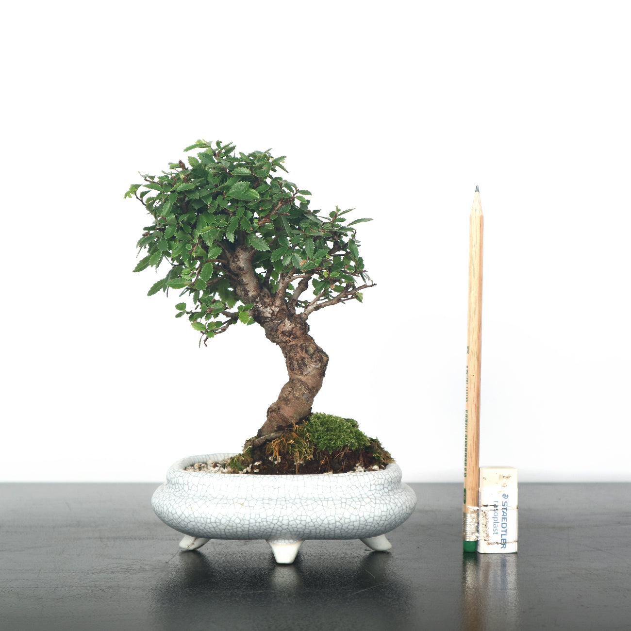 Japanese Elm Bonsai 日本榉树