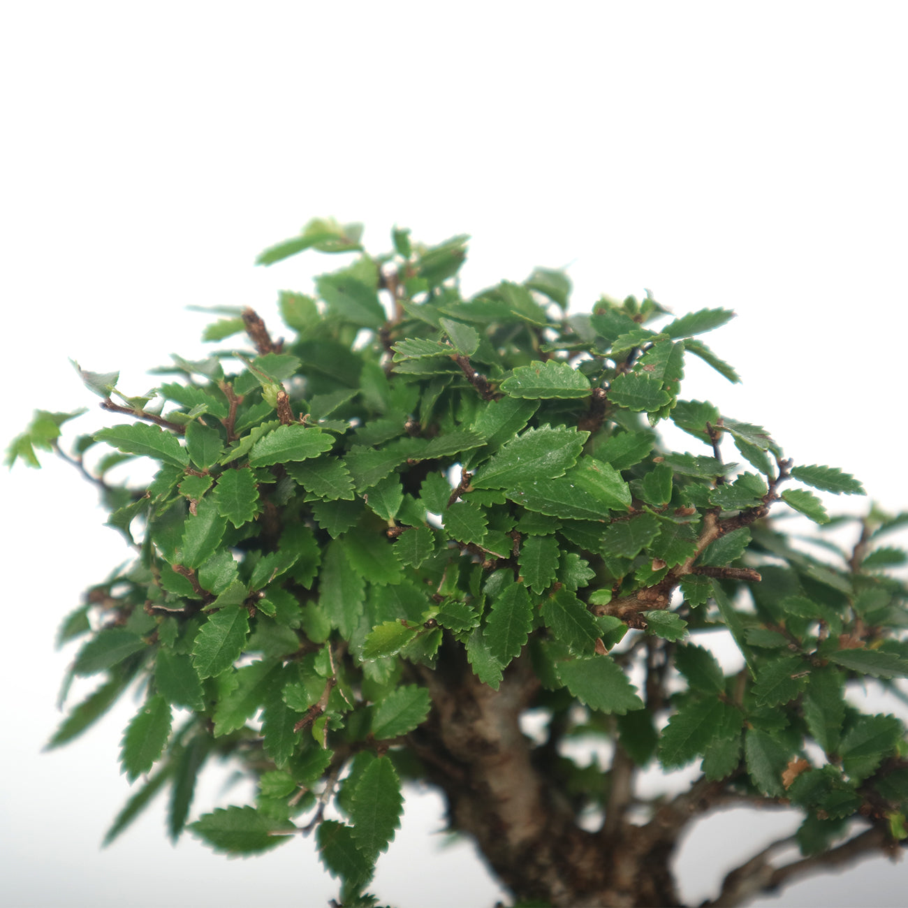 Japanese Elm Bonsai 日本榉树