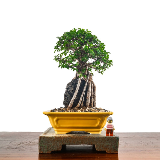 Japanese Elm Bonsai 日本榉树
