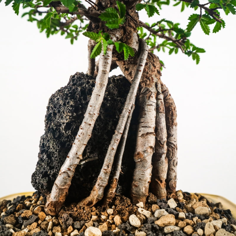Japanese Elm Bonsai 日本榉树