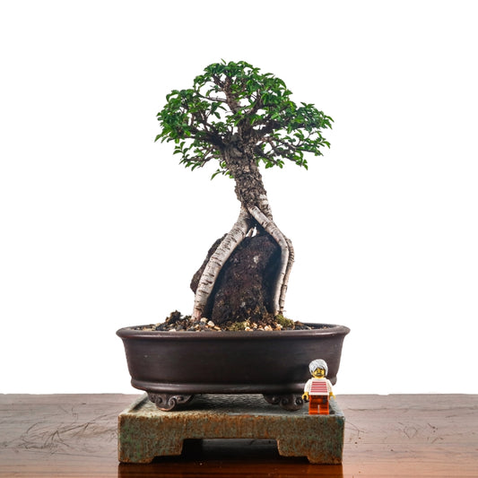 Japanese Elm Bonsai 日本榉树