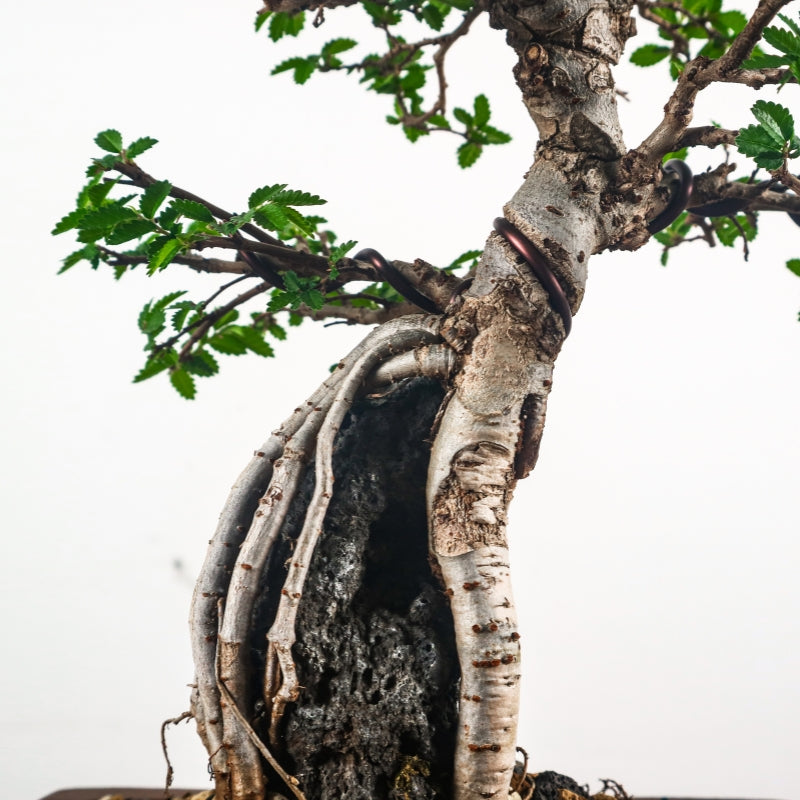 Japanese Elm Bonsai 日本榉树