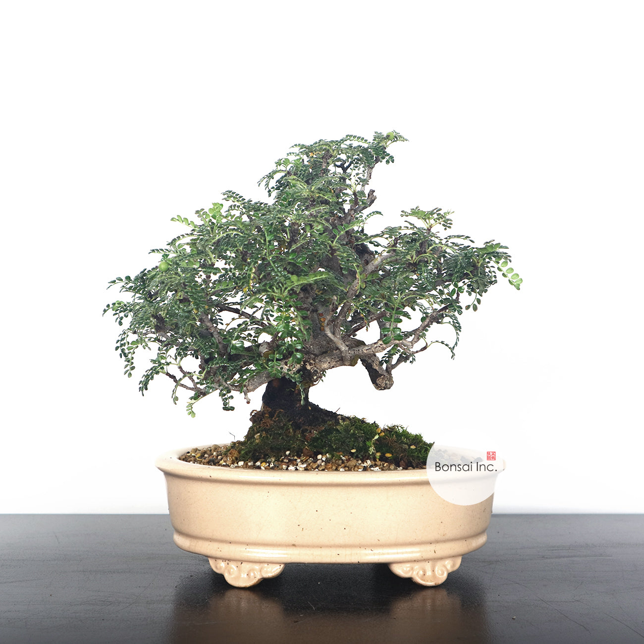 Japanese Pepper (Sansho) Bonsai