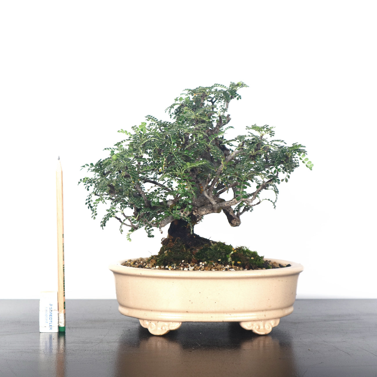 Japanese Pepper (Sansho) Bonsai